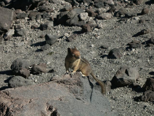 10_local_wildlife