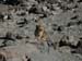 10_local_wildlife